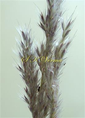  Inflorescence  (a part) bearing racemes